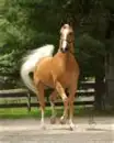Palomino Stallion