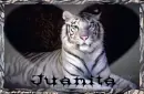 tiger with Juanita