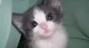my kitten piglet