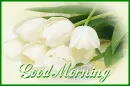 tulips good morning