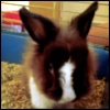 sweet rabbit