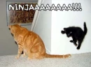 ninja cat