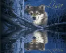Wolf in the Woods (water reflection)- Lisa