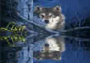Wolf in the Woods (water reflection)- Lisa