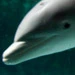 dolphine