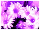 daisies