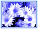 daisies