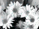daisies