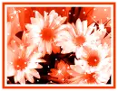 daisies
