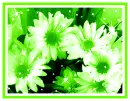 daisies