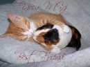 best friends--animale