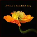 Have a Beautiful Day