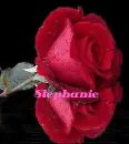 stephanie--red rose