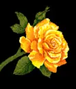 rose--gold