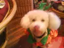PUPPY!!!