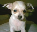chihuahuas