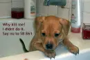 i didn't do it