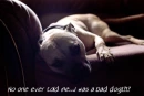 nobody ever told me i was a bad dog..