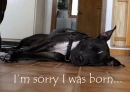 im sorry i was born