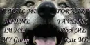 wolf