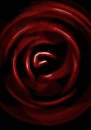 Swirling Rose