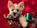 Cairn terrier puppy