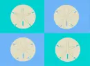 Sanddollars