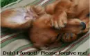 Opps! I forgot! Please forgive me!