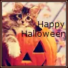 Halloween Cat
