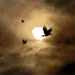 birds fly