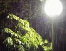 Rain by the light