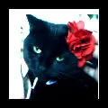 Latin Cat
