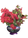 CrepeMyrtle