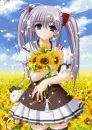 Primula - Sunflowers