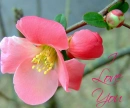 I LOVE YOU--FLOWER