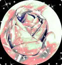 Beautiful Rose 