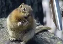 i'm going squirrely