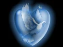 A Blue Dove