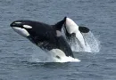 orca