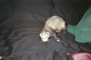 Ferret
