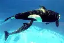 orca
