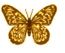 Butterfly: Erika