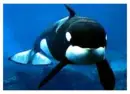 orca