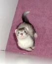 Ferret