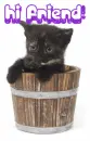 Hi Friend Cute Kitty
