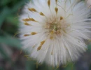 fluffy dandelion haha