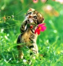  cute kitty