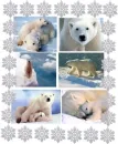 polar bears