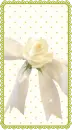 WHITE ROSE