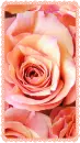PINK ROSES